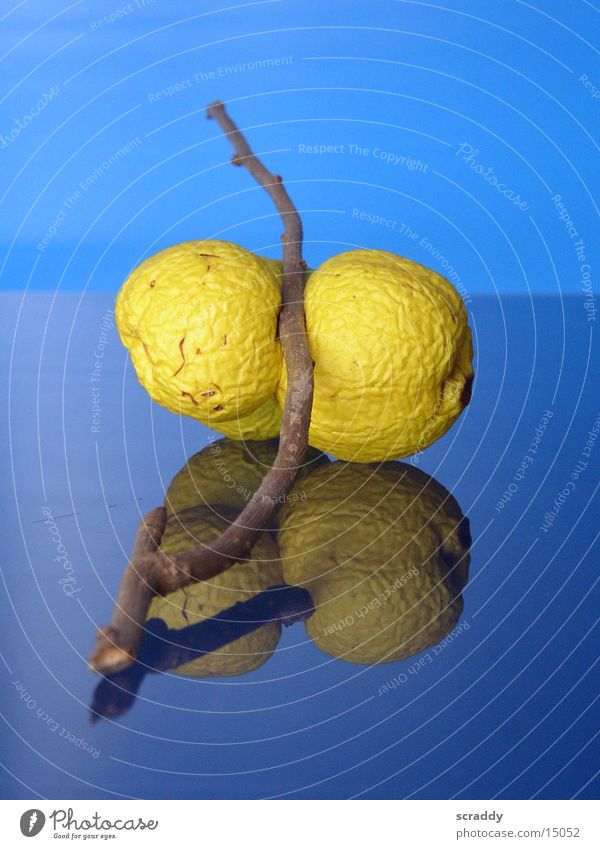 Quitten gelb verschrumpelt Reflexion & Spiegelung obskur blau Ast Frucht