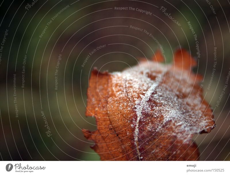 frostiges Blatt Natur Pflanze Frost kalt gefroren Makroaufnahme Nahaufnahme kälteeinbruch Seil