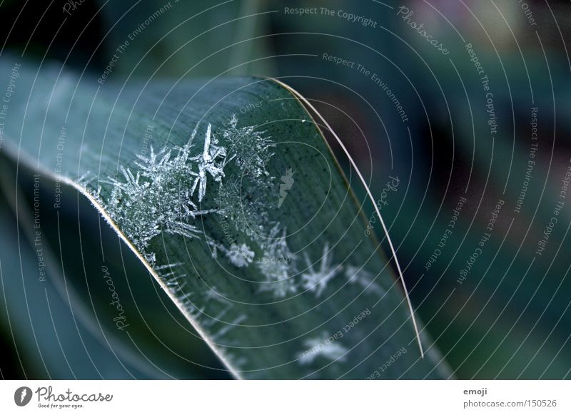 Kristalle Blatt grün Natur Pflanze Frost kalt gefroren Makroaufnahme Nahaufnahme kälteeinbruch Seil Kristallstrukturen