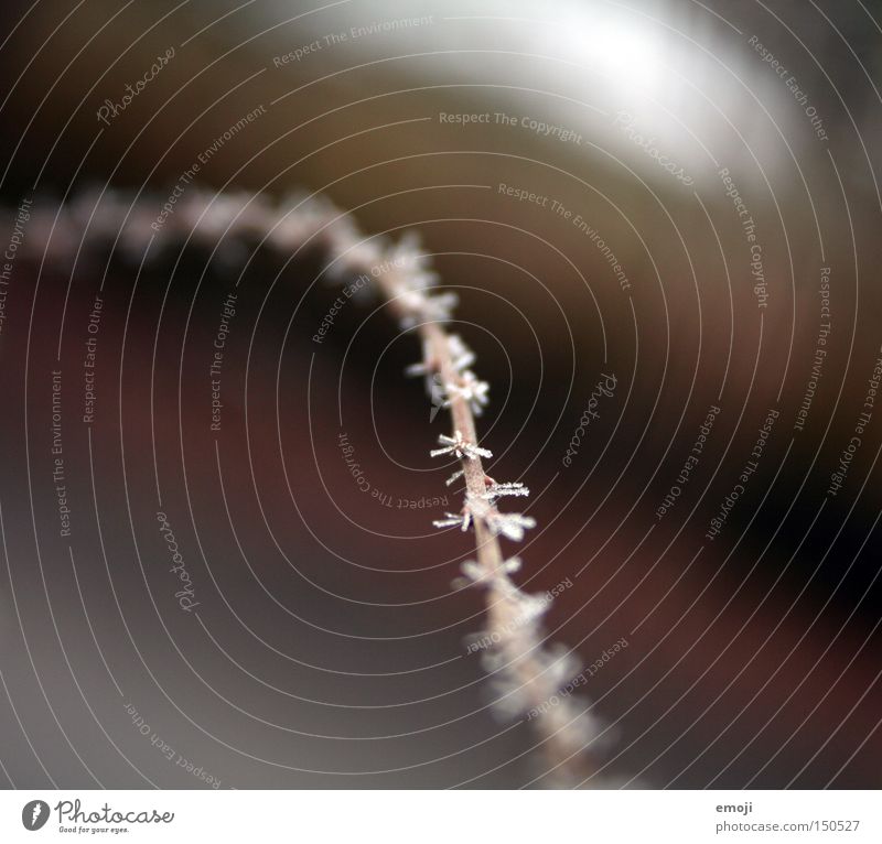 -*-*-*-*-*- Ast Natur Pflanze Frost kalt gefroren Makroaufnahme Nahaufnahme Kristallstrukturen kälteeinbruch Seil gemalt