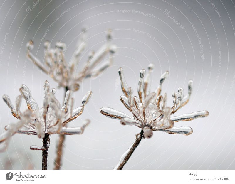 bizarre Winterblüten... Umwelt Natur Pflanze Eis Frost Blüte Wildpflanze Wiese stehen verblüht dehydrieren alt ästhetisch authentisch außergewöhnlich
