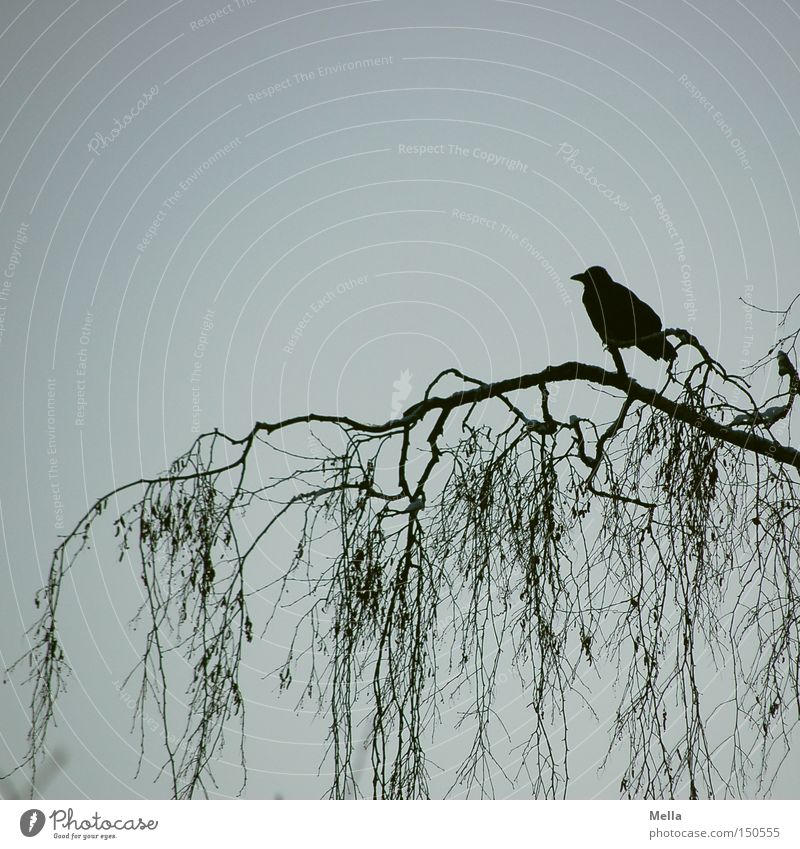 allein Umwelt Natur Baum Ast Tier Vogel Krähe 1 natürlich blau schwarz Geäst Silhouette Farbfoto Außenaufnahme Menschenleer Textfreiraum oben Dämmerung