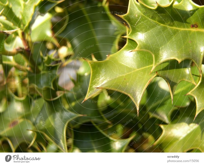 Ilex Pflanze grün Blatt Umweltschutz Unschärfe Reflektion
