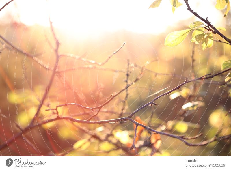 Sonne tanken Umwelt Natur Pflanze Sonnenlicht Sommer Herbst Sträucher Stimmung Ast herbstlich Wärme Warmes Licht Farbfoto Außenaufnahme Dämmerung Sonnenaufgang