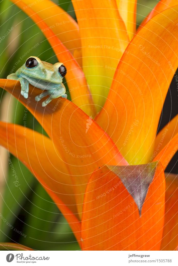 Laubfrosch auf bunten Blättern Gesicht Finger Umwelt Natur Pflanze exotisch Tier Haustier Wildtier Frosch 1 sitzen hell Farbfoto mehrfarbig Nahaufnahme