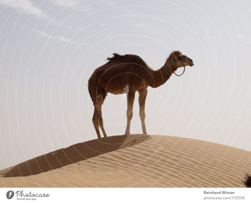 Camel up Kamel Dromedar Wüste Düne Sand Sahara Säugetier freundliches Kamel