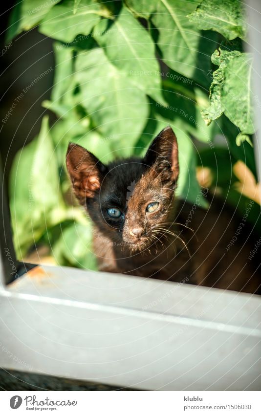 kleine Katze Straße Behaarung beobachten niedlich wild weich graues Kätzchen nicht nehmen Problem soziales Problem Reinrassig mit Bedacht Straßenkatze Licht