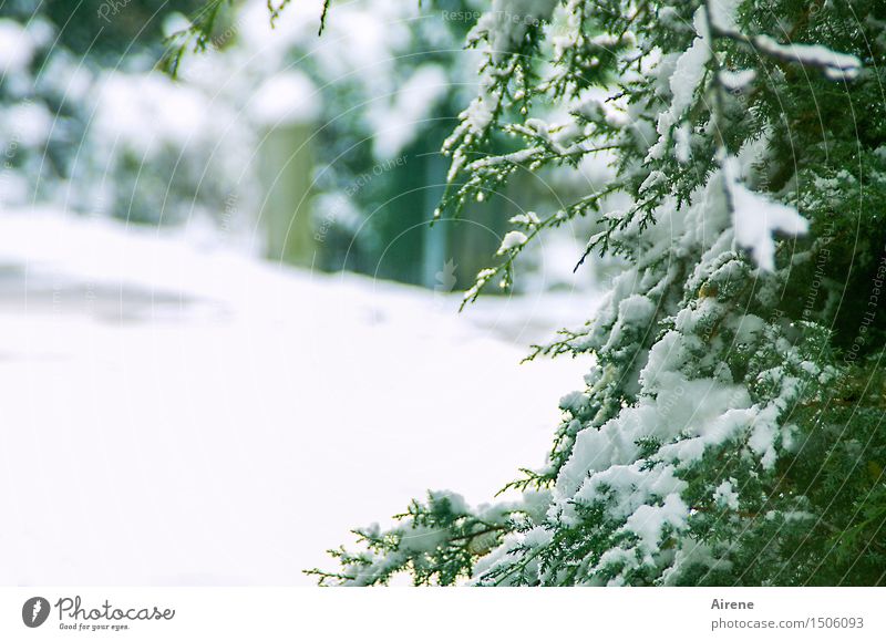 er ist wieder da Winter Wetter Schnee Pflanze Sträucher Grünpflanze Wacholder Nadelbaum Garten Dorf Stadtrand Menschenleer Gartenzaun Gartentor Straße