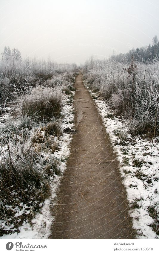 Frost im Januar kalt Einsamkeit Wege & Pfade Ziel Schnee Trauer trist Winter Traurigkeit