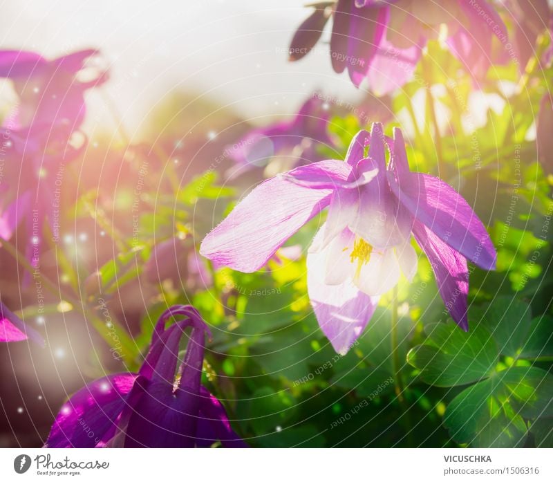 Frühlingsblumen im Garten Design Sommer Natur Pflanze Schönes Wetter Blume Park Blühend gelb rosa Freude Frühlingsgefühle Akelei Hintergrundbild violett grün