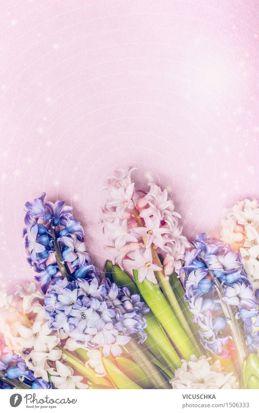 Bunte Hyazinthen auf hellrosa Hintergrund elegant Stil Leben Duft Sommer Veranstaltung Feste & Feiern Natur Pflanze Frühling Blume Garten Blühend Liebe Gefühle