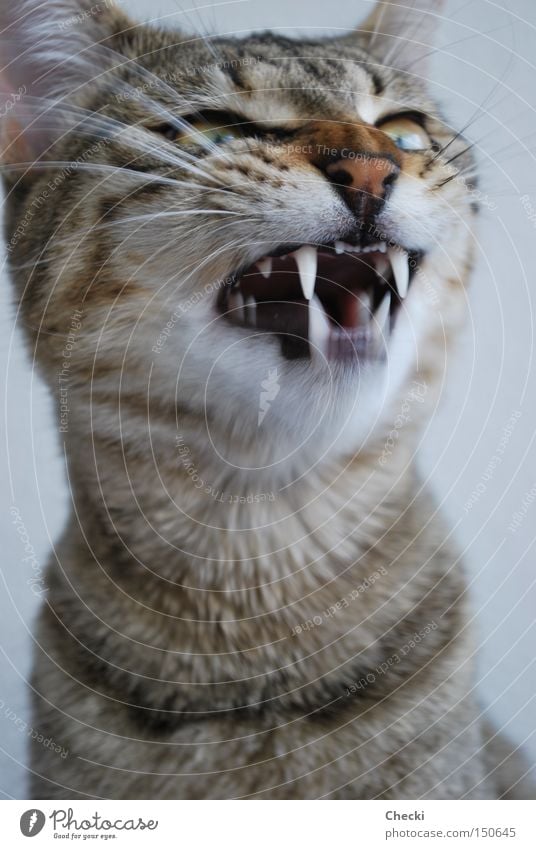 Wilder Stubentiger Katze Haustier fauchen Zähne zeigen Hauskatze Wildtier Säugetier Gebrüll Heimtiere getigert