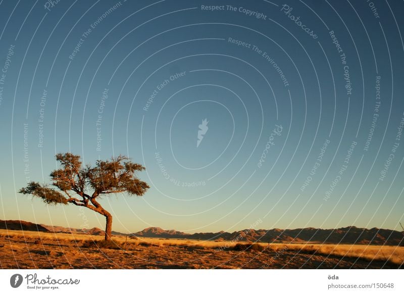 Schau, ein Baum! Himmel Ferne Landschaft Afrika Namibia Aussicht Stimmung Abend Einsamkeit