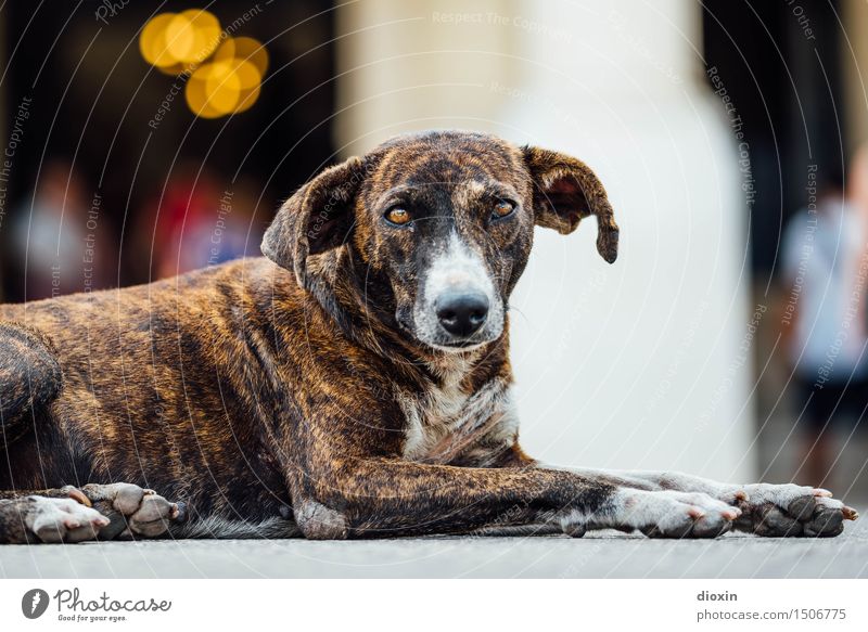 echter Havaneser Havanna Kuba Mittelamerika Karibik Hauptstadt Hafenstadt Stadtzentrum Altstadt Tier Haustier Hund 1 liegen Blick Treue Straßenhund Farbfoto