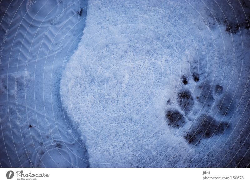 Draußen zu Hause Spuren Gegenteil Zusammensein Wolf Hund Schnee Wildnis Tier Mensch Fußspur Freiheit Abenteuer Winter Säugetier Außenaufnahme