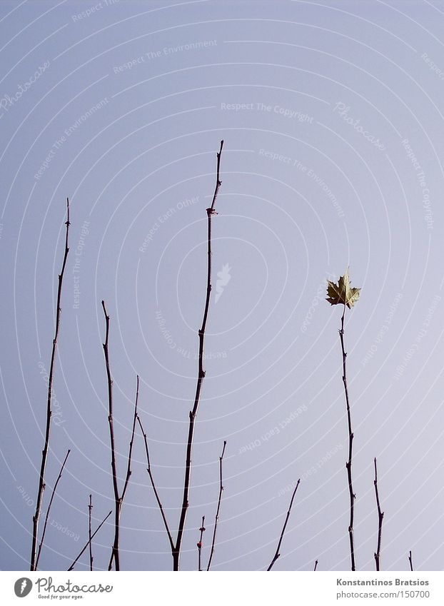 Single Farbfoto Außenaufnahme Textfreiraum oben Hintergrund neutral Natur Wolkenloser Himmel Herbst Wetter Wind Baum Blatt natürlich Ende Wachstum Ast Baumkrone