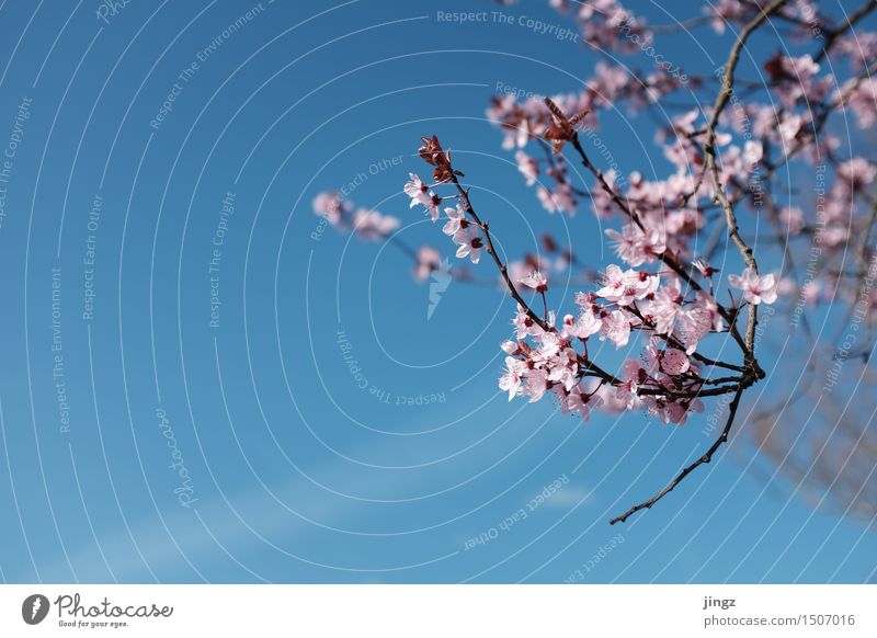 Frühlingserwachen Baum Blüte Blühend leuchten elegant frisch hell Wärme weich blau rosa Frühlingsgefühle Warmherzigkeit Farbe Gefühle Glück Wachstum Frühblüher