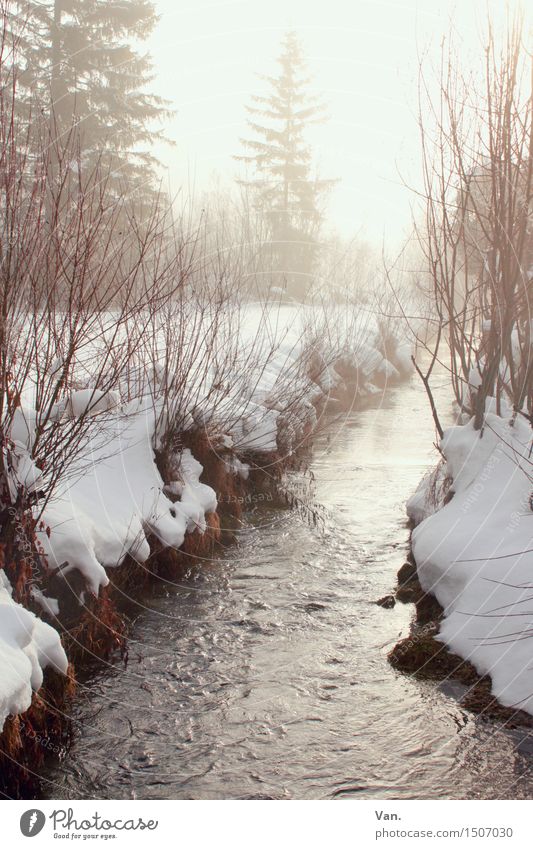 am wilden Fluss Natur Landschaft Pflanze Wasser Winter Schönes Wetter Schnee Baum Sträucher Bach wandern hell fließen Farbfoto Gedeckte Farben Außenaufnahme