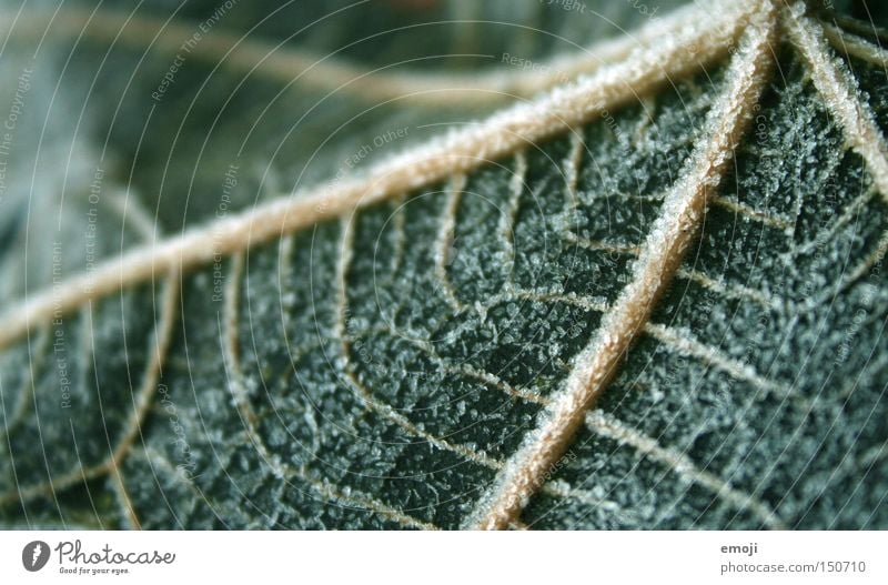 Adern Blatt Natur Pflanze Frost kalt gefroren grün Gefäße Makroaufnahme Nahaufnahme kälteeinbruch Seil