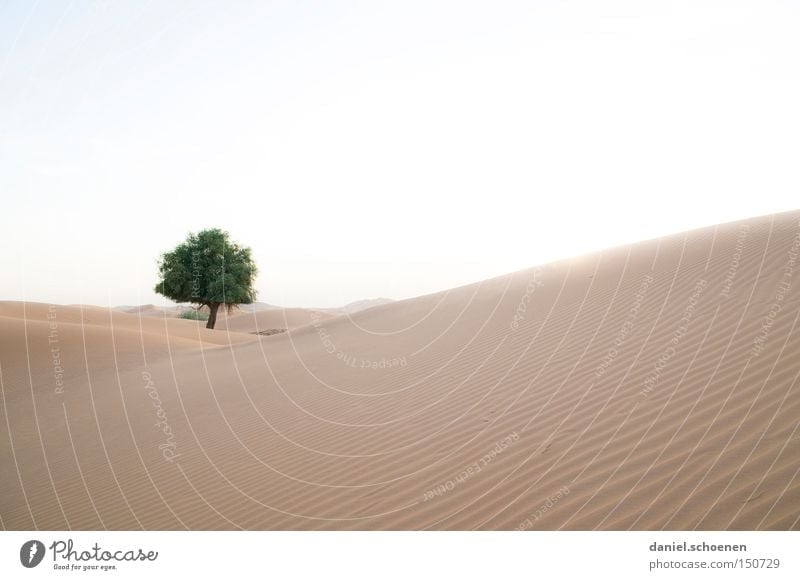 o Tannenbaum Wüste Sand Dubai Oman Düne Wärme Wind Umwelt Klima Baum Naher und Mittlerer Osten Expedition Afrika Arabien Himmel