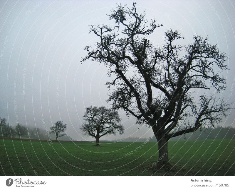 verzweigt Natur Landschaft Herbst Baum Wiese dunkel grün schwarz Zweig Ast Baumstamm Kontrast laublos Nebel schlechtes Wetter Geäst Baumkrone Zweige u. Äste