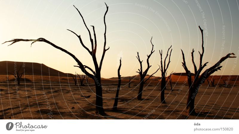 Apocalypse now Wüste Baum Tod vertrocknet trocken Schatten Zweig Ast Namib Einsamkeit Düne Umweltverschmutzung Afrika abgestorben namibia