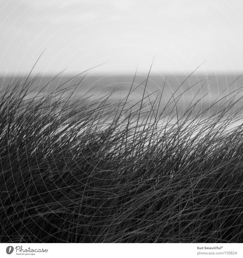 sylter tage° Sylt grau Schilfrohr Hoffnung Wind Gras Schwarzweißfoto Meer Herbst Einsamkeit schön Strand Küste Traurigkeit