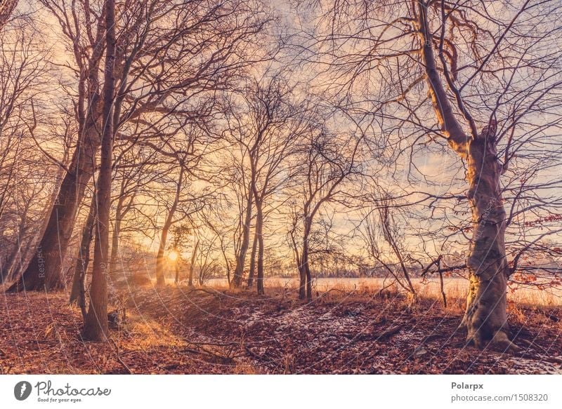 Sonnenaufgang an einem Wintermorgen schön Ferien & Urlaub & Reisen Schnee Umwelt Natur Landschaft Klima Wetter Baum Park Wald hell natürlich rot weiß Dänemark