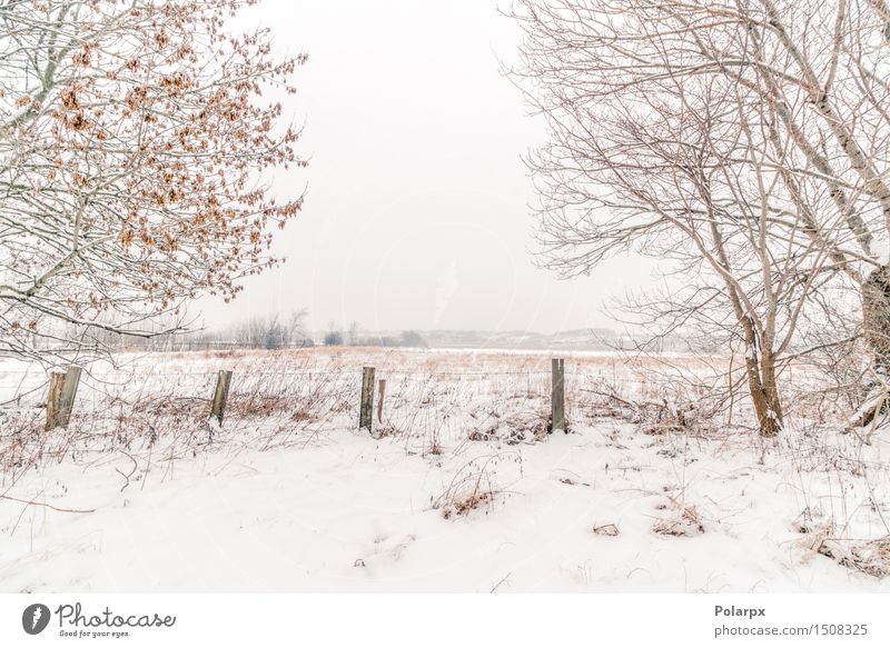 Zaun in einer Winterlandschaft schön Schnee Umwelt Natur Landschaft Himmel Wetter Nebel Baum Gras Wald Coolness grau weiß Skandinavien Dänemark Weihnachten kalt