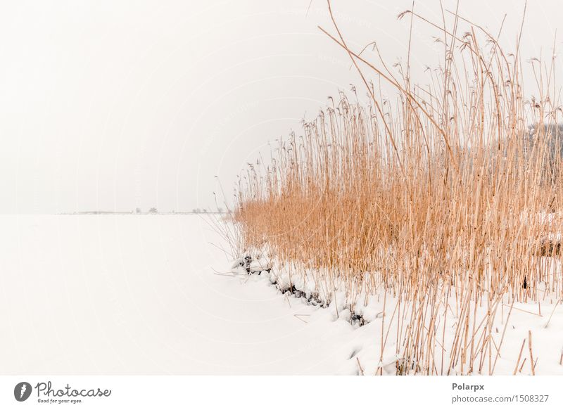Rushes im Winter Schnee Natur Landschaft Pflanze Wind Nebel Gras Park Teich See Fluss frieren Coolness natürlich wild braun weiß Schilfrohr Frost kalt