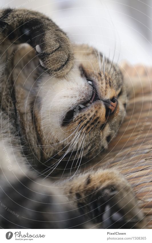 schlafende Katze Tier 1 niedlich schön braun ästhetisch ruhig träumen Farbfoto Innenaufnahme