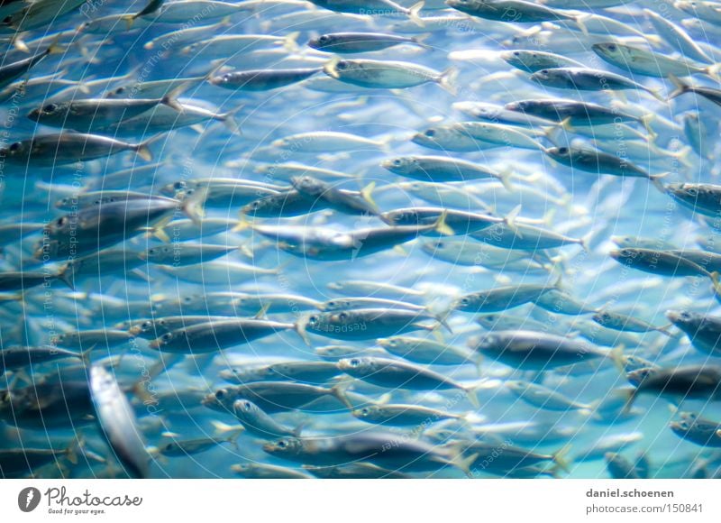 Fischsuppe Sardinen Aquarium Fischschwarm Anzahl & Menge mehrere Meer Wasser Dubai Vertrauen Mengenangabe viele Tiergruppe