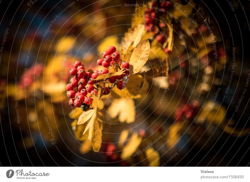 Spiraeoideae, oder wie? Pflanze Baum verblüht gelb rot Vogelbeeren Herbst gold leuchten Gift Blatt Beeren Sonnenlicht