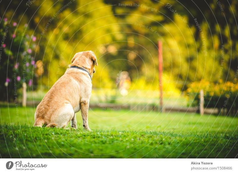Sehnsucht Schönes Wetter Garten Wiese Tier Haustier Hund 1 beobachten entdecken Blick sitzen warten natürlich gelb grün violett orange rot schwarz Gefühle