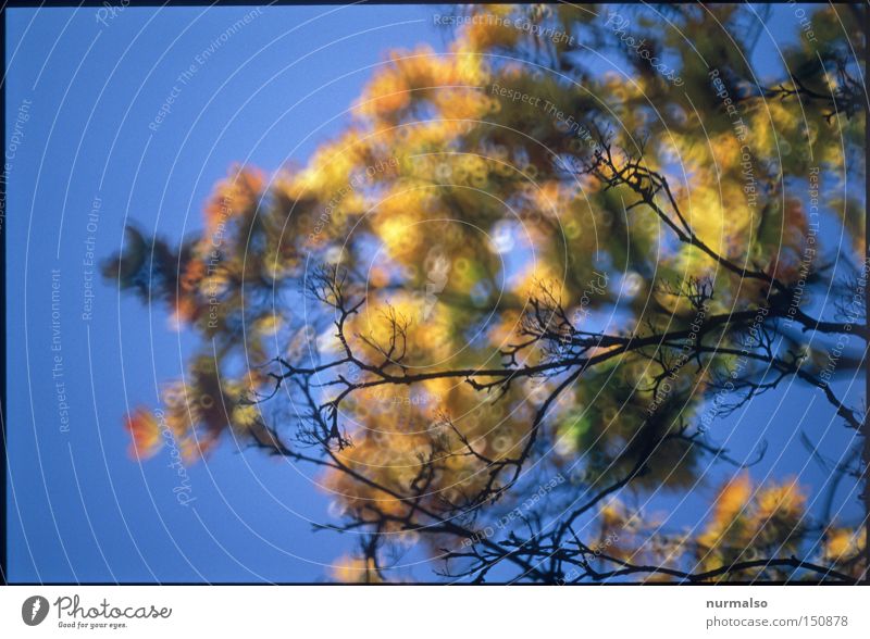 Antidepressiva Baum Herbst Farbe Ast Freude Himmel blau reich Blatt fallen Färbung leer Ende Herbstwald Herbstfärbung Herbstwetter Klarheit deutlich