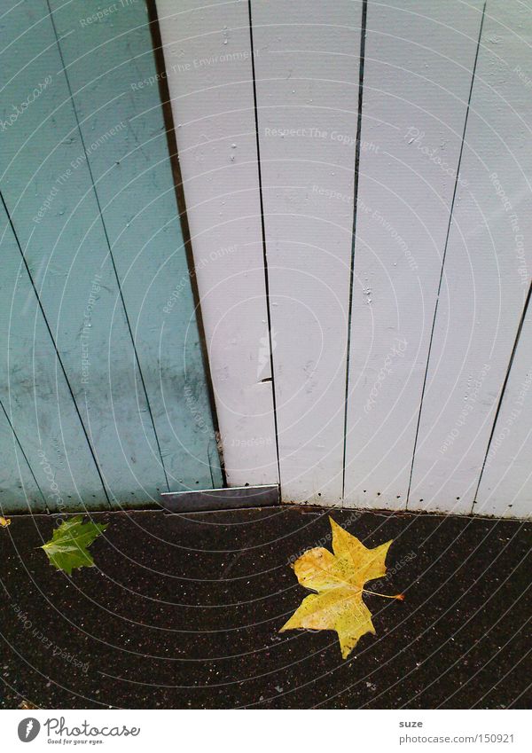 Blattgold Umwelt Natur Herbst Wetter Regen authentisch nass natürlich gelb Zaun Wand Bodenbelag Asphalt Ahorn Holzwand weiß Menschenleer Herbstlaub Herbstwetter
