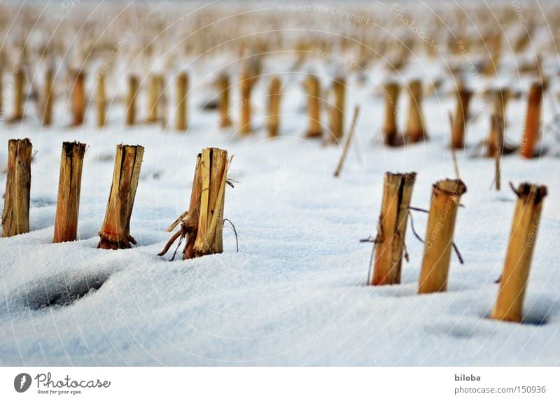 Mais_Skulpturen Maisfeld Winter Schnee kalt Einsamkeit Feld Stoppel Ernte Boden niedlich Trauer Verzweiflung Brachland
