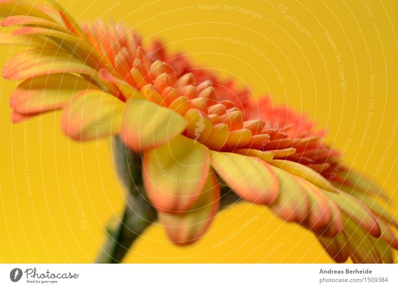 Gerbera schön Sommer Natur Blume frisch hell gelb rot weiß Gänseblümchen gerber Hintergrund Gerberas geblümt orange Überstrahlung Margeriten Wasser