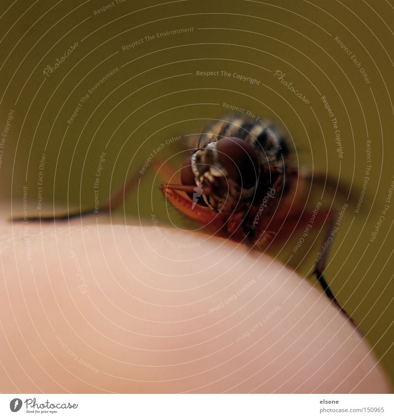 ELSONE GOES MACRO Makroaufnahme Fliege Insekt Finger Tier Natur fliegen Nahaufnahme handzahm Luftverkehr