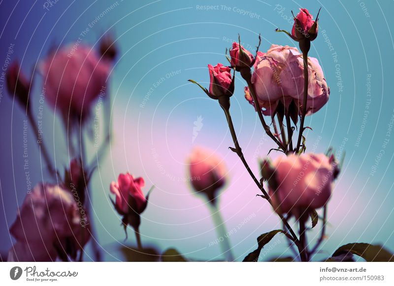 Rosa Rosen rosa blau Himmel Pflanze Sommer Blume schön Park