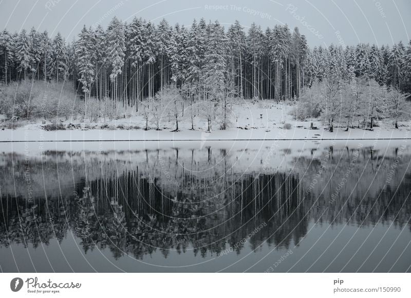 wasserspiegel See Wasser Reflexion & Spiegelung Seeufer Wald Baum Winter Schnee Eis kalt Frost dunkel Schatten ruhig Einsamkeit Natur