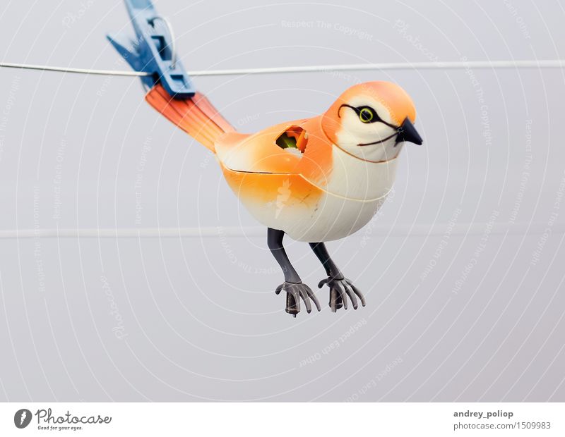 gebrochener Vogel Seil Haustier Zoo 1 Tier Spielzeug Spielen Pause Wäscheklammern Schnur Angelschnur orange beigefügt Farbfoto Menschenleer