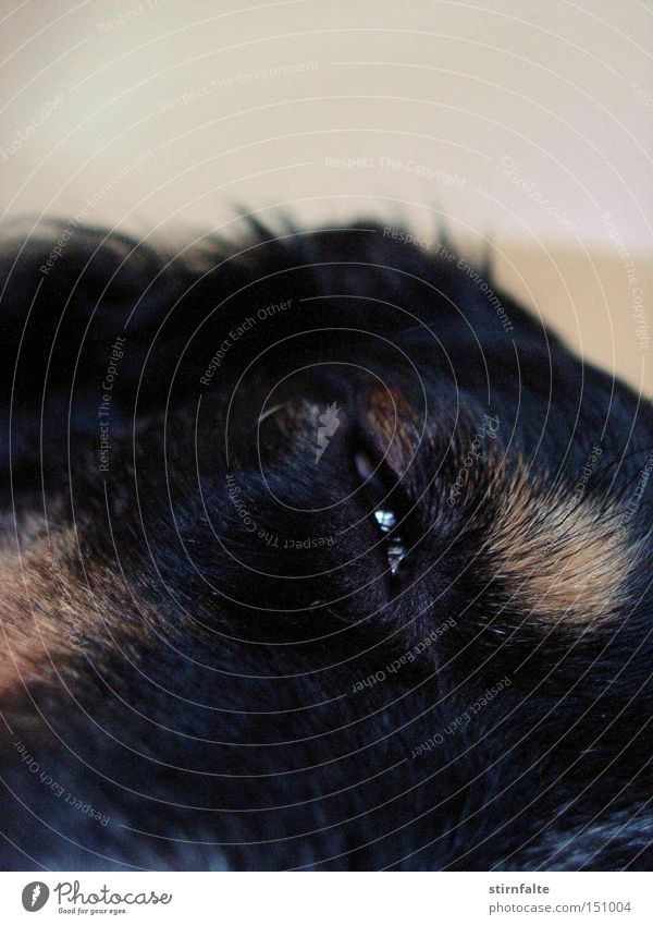 Schau mir in die Augen... Hund Zwinkern Fell dunkel schwarz Schnauze schlafen Müdigkeit ruhig Erholung Pause intensiv Treue Blick Säugetier Langeweile niedlich