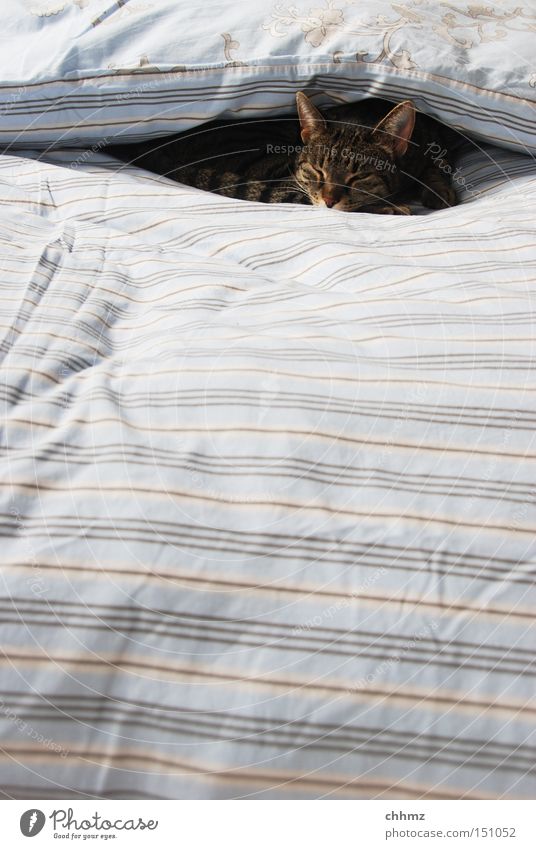 zugedeckt Katze Hauskatze verkatert Wärme weich kuschlig Winter gemütlich schlafen Halbschlaf Dämmerung Bett Streifen gestreift Säugetier Schlafzimmer Zudecke