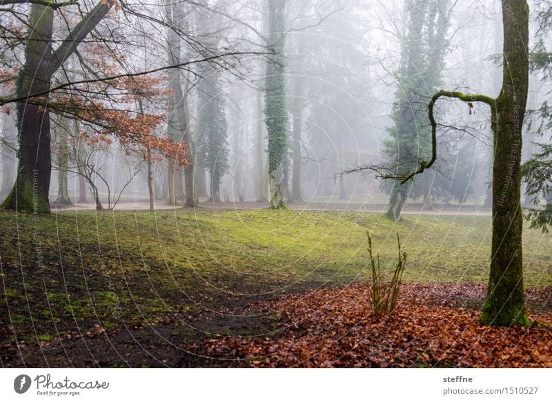 Bäume (8/8) Baum Natur wachsen Sauerstoff Umwelt Klima Ökologie Wald Lichtung Park Nebel Winter mystisch