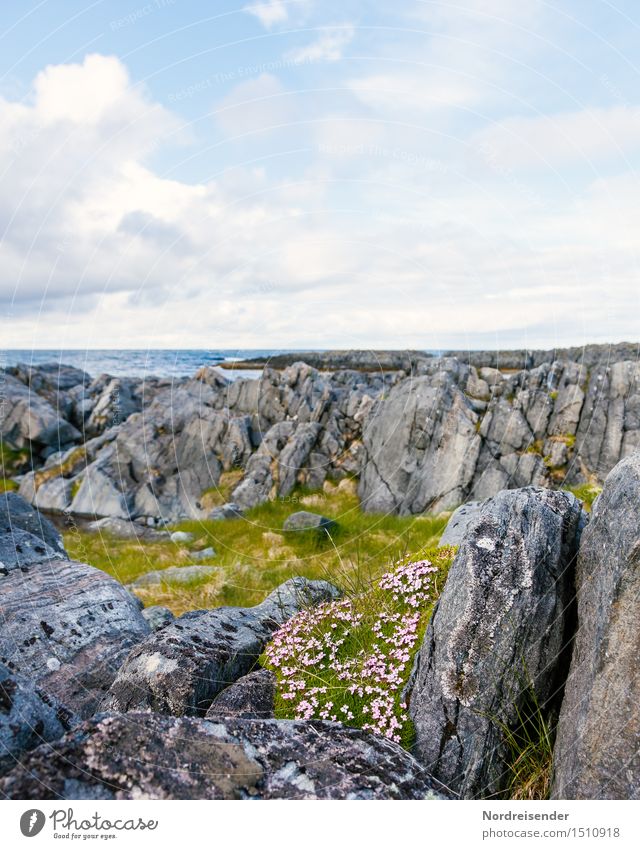 Sommer an der Barentssee Ausflug Ferne Meer Natur Landschaft Pflanze Urelemente Himmel Wolken Horizont Frühling Schönes Wetter Blume Gras Wildpflanze Felsen