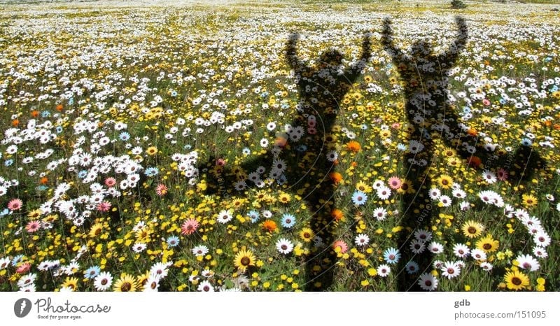 Frühlingsblumen Freude Fitness Leben Ferien & Urlaub & Reisen Freiheit Sommer Tanzen Natur Blume Garten Park Wiese Feld Blühend springen frisch Gesundheit