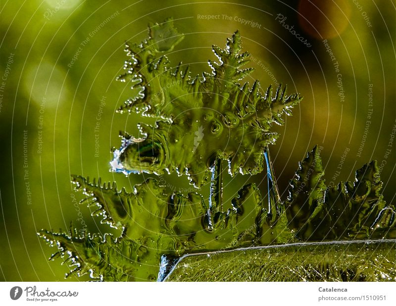 Grüner Eisstern elegant harmonisch Meditation Umwelt Natur Urelemente Stern Klima Klimawandel Schönes Wetter Frost Eiskristall Eisblumen Wasser Fröhlichkeit