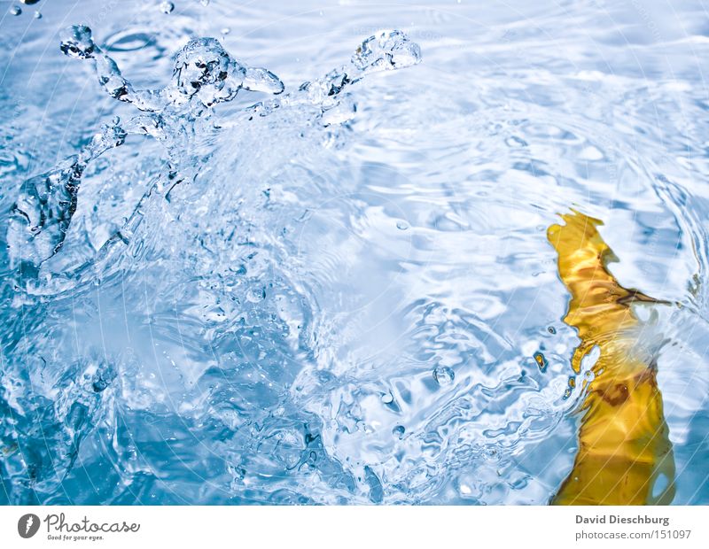 Ich liebe Bier Wasser blau gelb Kontrast Wassertropfen Tropfen Wellen spritzen Reflexion & Spiegelung fallen Banane Schifffahrt Frucht Farbe water reflektion