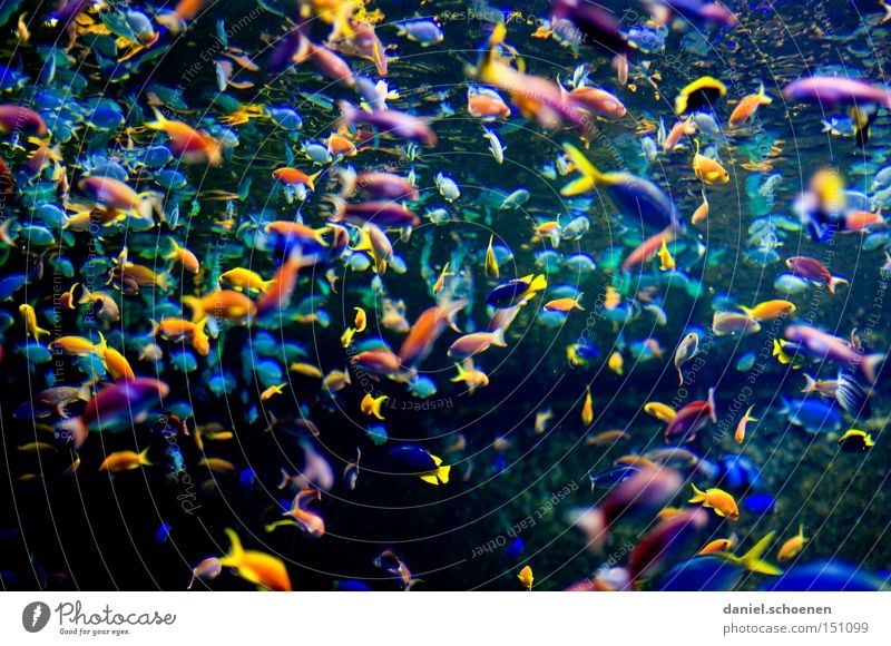 bunte Fischsuppe mehrfarbig Farbe Aquarium Fischschwarm mehrere Meer Wasser Dubai Sportveranstaltung Konkurrenz viele Tiergruppe